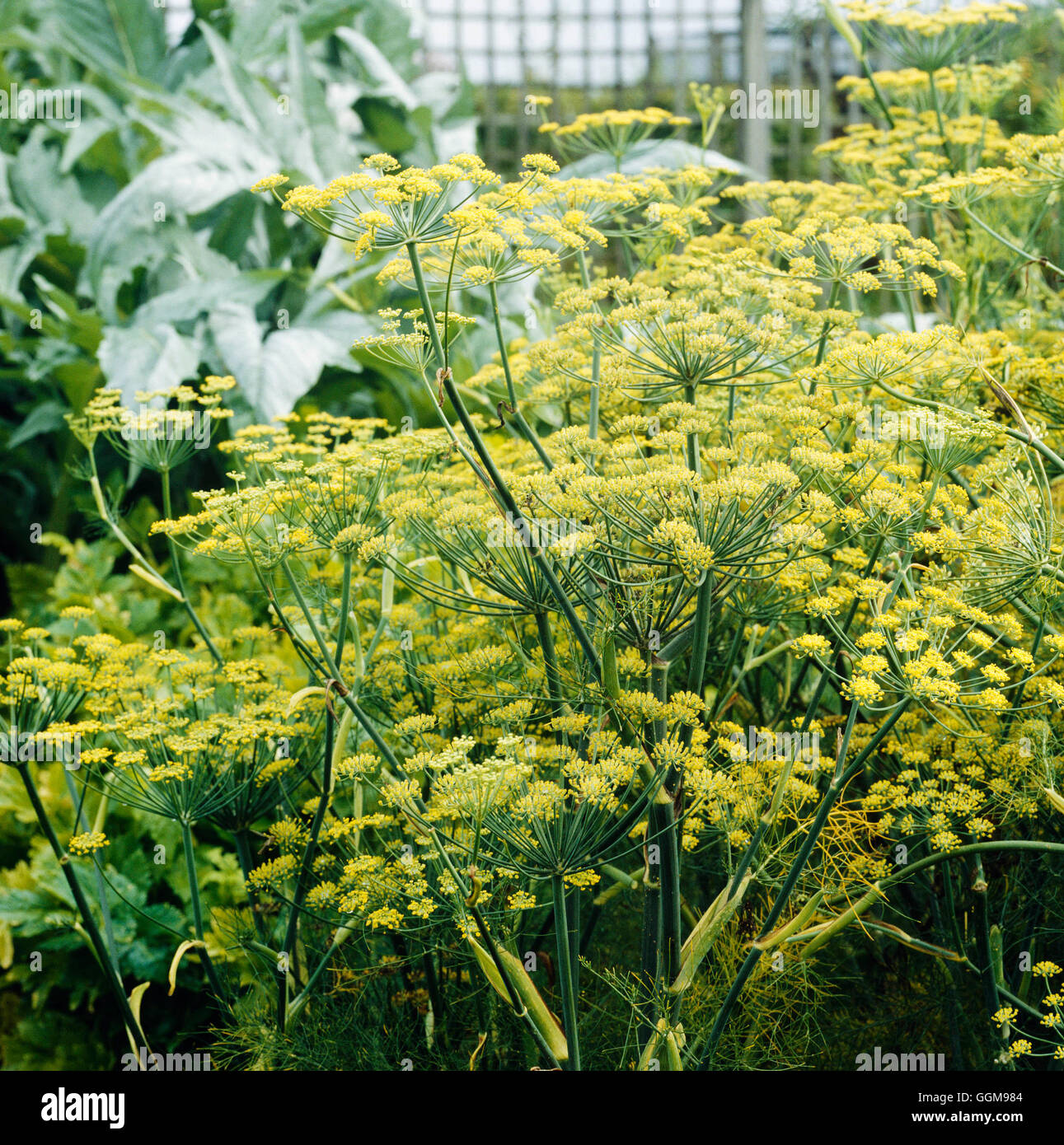 Florence Fennel - `Cantino' showing flower heads (HDRA - Organic)   VEG079053     Photos Horticultur Stock Photo